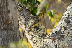 Myiarchus magnirostris