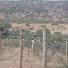 Tachycineta leucopyga