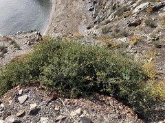 Periploca laevigata angustifolia