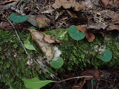 Cissampelos torulosa