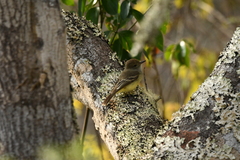 Myiarchus magnirostris