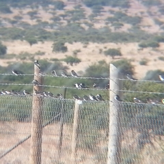 Tachycineta leucopyga