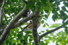Turdus hortulorum