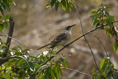 Mimus melanotis