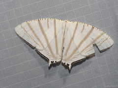 Urapteroides astheniata