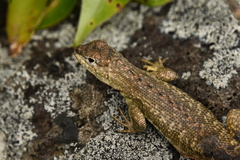 Microlophus bivittatus