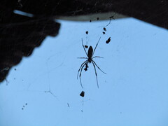 Trichonephila clavata