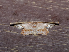 Pseuderosia humiliata