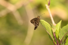 Thorybes dorantes galapagensis