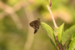 Thorybes dorantes galapagensis