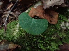 Cissampelos torulosa