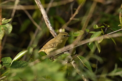 Certhidea fusca