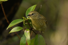 Certhidea fusca
