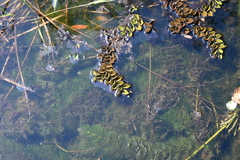 Salvinia molesta
