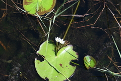 Nymphoides indica