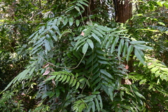 Stenochlaena palustris