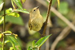 Certhidea fusca