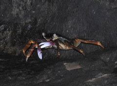 Grapsus albolineatus