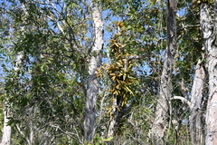 Dischidia major