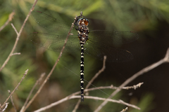 Archaeosynthemis leachii