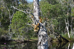 Dischidia major