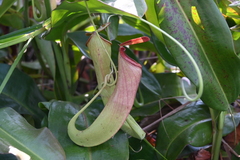 Nepenthes mirabilis