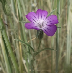 Agrostemma githago