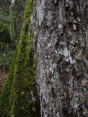 Afrocarpus falcatus
