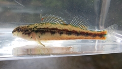 Etheostoma zonistium