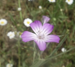 Agrostemma githago
