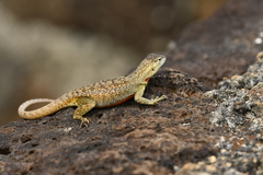 Microlophus bivittatus