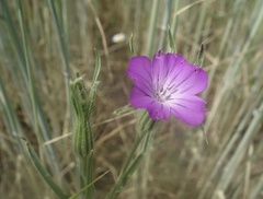 Agrostemma githago
