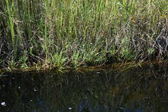 Eriocaulaceae