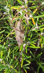 Lluciapomaresius anapaulae