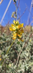 Anthyllis cytisoides
