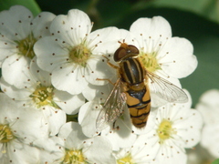 Parhelophilus integer