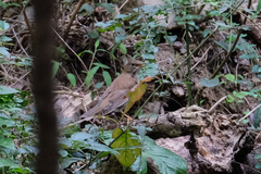 Turdus pallidus