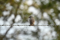 Camarhynchus parvulus salvini