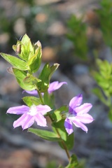 Scaevola crassifolia