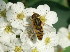 Parhelophilus integer