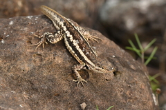 Microlophus bivittatus