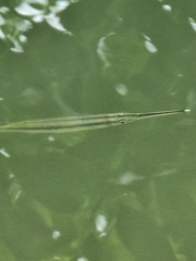 Zenarchopterus buffonis