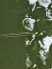 Zenarchopterus buffonis