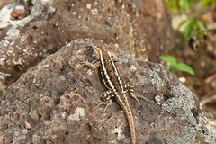 Microlophus bivittatus