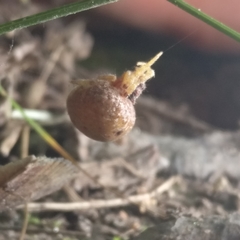 Mastophora