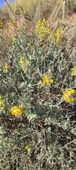 Anthyllis cytisoides