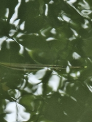 Zenarchopterus buffonis