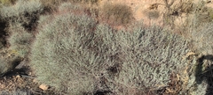 Anthyllis cytisoides
