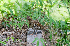 Zoothera aurea