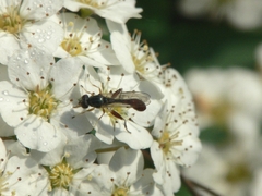 Sphegina
